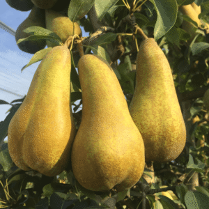 Kruška - Abata fetel