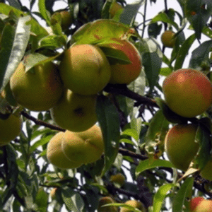 Breskva - Haleova pozna