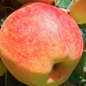 Jabuka stara sorta - Budimka