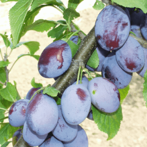 Šljiva - Čacanska rodna