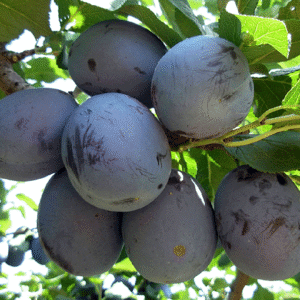 Šljiva - Čacanska najbolja