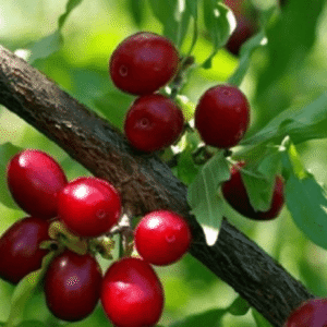 Dren - Dren domaći nekalemljeni