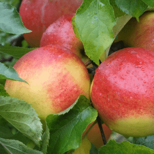 Jabuka plantažna - Jonagold