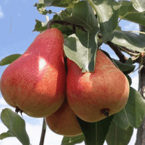 Kruška - Junska lepotica