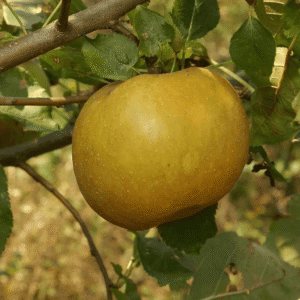 Jabuka stara sorta - Kožara