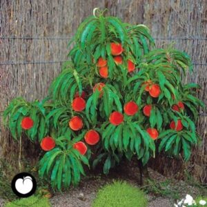 Mini / patuljasto voće - Breskva