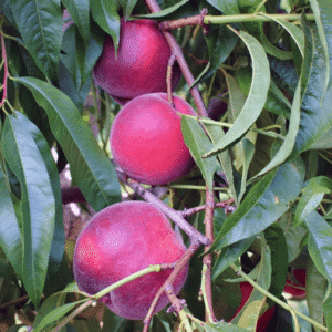 Breskva - Rojal glorija