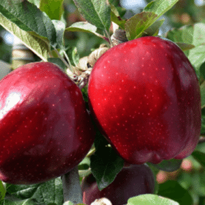 Jabuka plantažna - Super čif