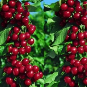 Stubasto voće - Trešnja