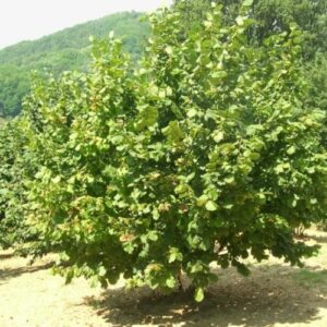 Lešnik - Tonda gemtile de la lange