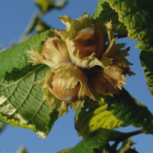Lešnik - Tonda gentile romana
