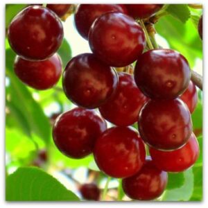 Višnja - Šumadinka