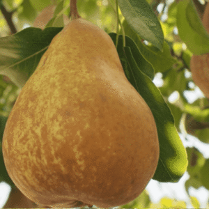 Kruška - Boskova bočica