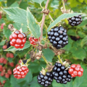 Kupina - Čačanska bestrna