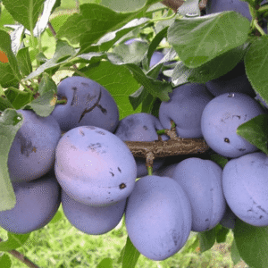 Šljiva - Čacanska lepotica