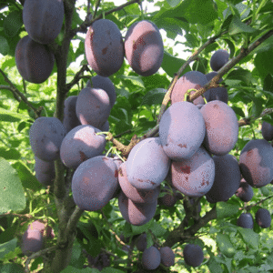 Šljiva - Čacanska rana