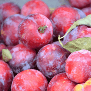 Šljiva - Crvena ranka