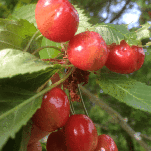 Trešnja - Đurđevka