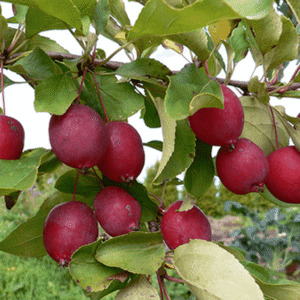 Jabuka stara sorta - Duga