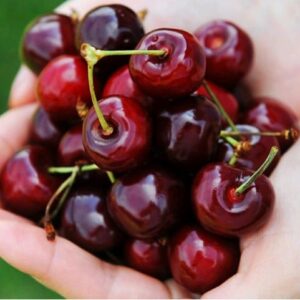 Višnja - Erdi Botermo