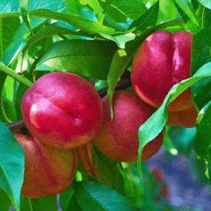 Nektarina - Fantazija