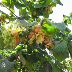 Lešnik - Tonda di gifoni