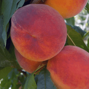 Breskva - Spring gold