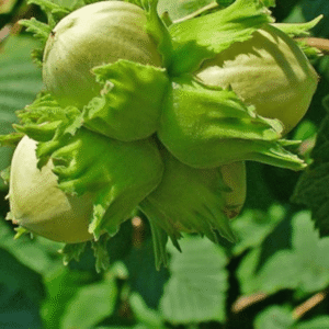 Lešnik - Halski džin