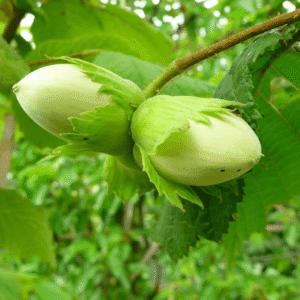 Lešnik - Istarski dugi
