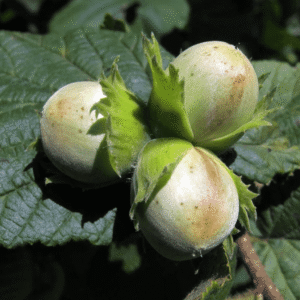 Lešnik - Istarski okrugli