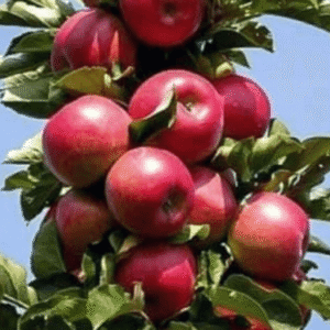 Jabuka plantažna - Gala