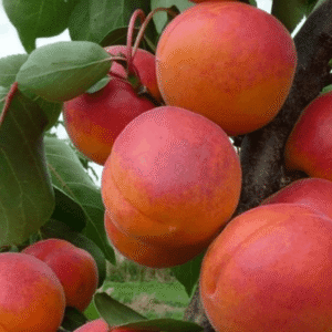 Kajsija - Kečkemetska ruža