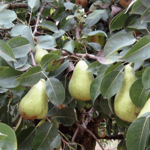 Kruška - Kaluđerka