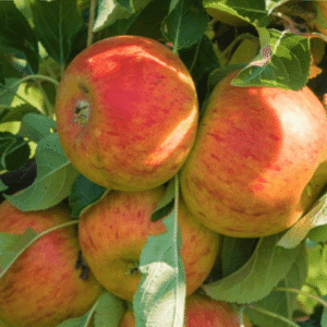 Jabuka stara sorta - Kolačara