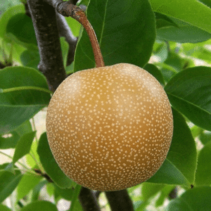 Kruška - Japanska kruška