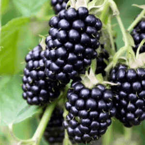 Kupina - Loh nes (bez trnja)