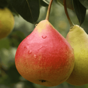 Kruška - Lubeničarka