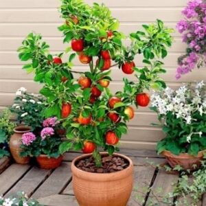 Mini / patuljasto voće - Jabuka crvena