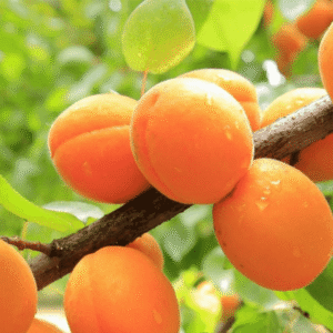 Kajsija - Novosadska 4