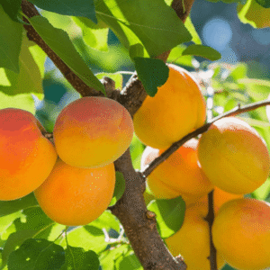 Kajsija - Novosadska 6