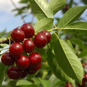 Višnja - Oblačinska