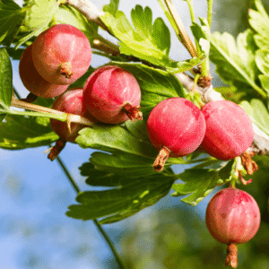 Ogrozd - Crveni ogrozd