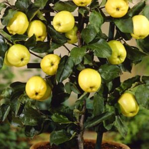 Mini / patuljasto voće - Jabuka zelena