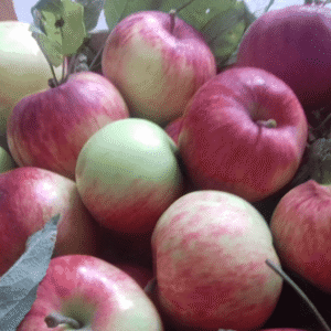 Jabuka stara sorta - Petrovača