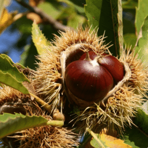 Kesten - Kesten pitomi jestivi