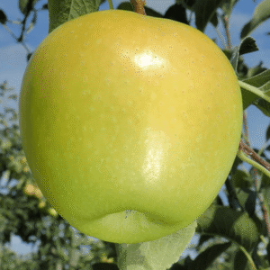 Jabuka plantažna - Rajders