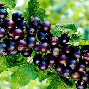 Ribizla - Crna ribizla