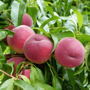 Breskva - Rojal džem