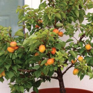 Mini / patuljasto voće - Kajsija