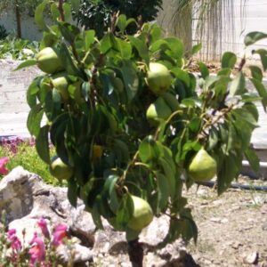 Mini / patuljasto voće - Kruška